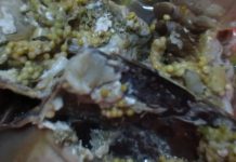 RESTORAN KILAUAN EMAS