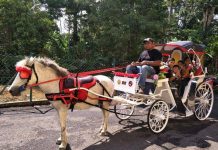 HORSE RIDING & DE’ FARMSTAY