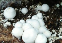 Cendawan Volvariella